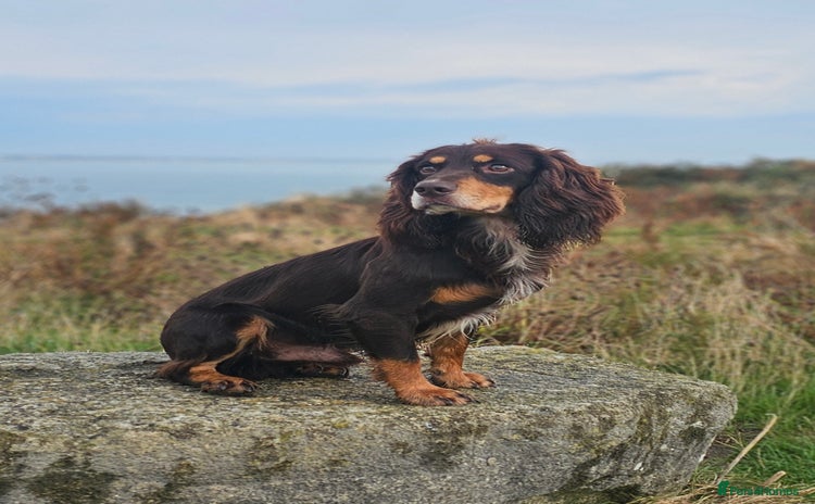 Cocker Spaniel dogs - Advert 8