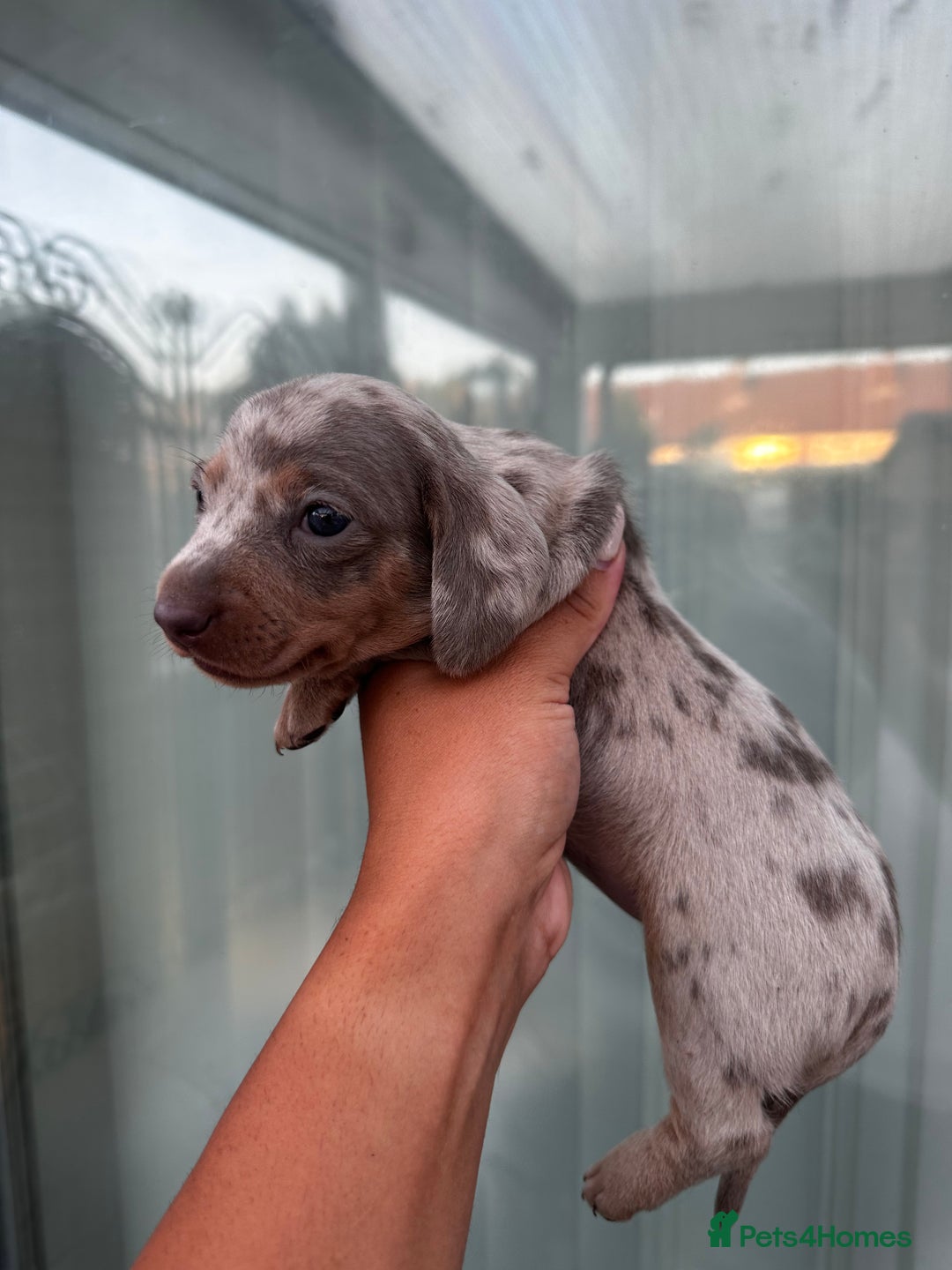 Miniature Dachshund dogs for sale: Isabella and tan dapple miniature dachshunds - Image 8