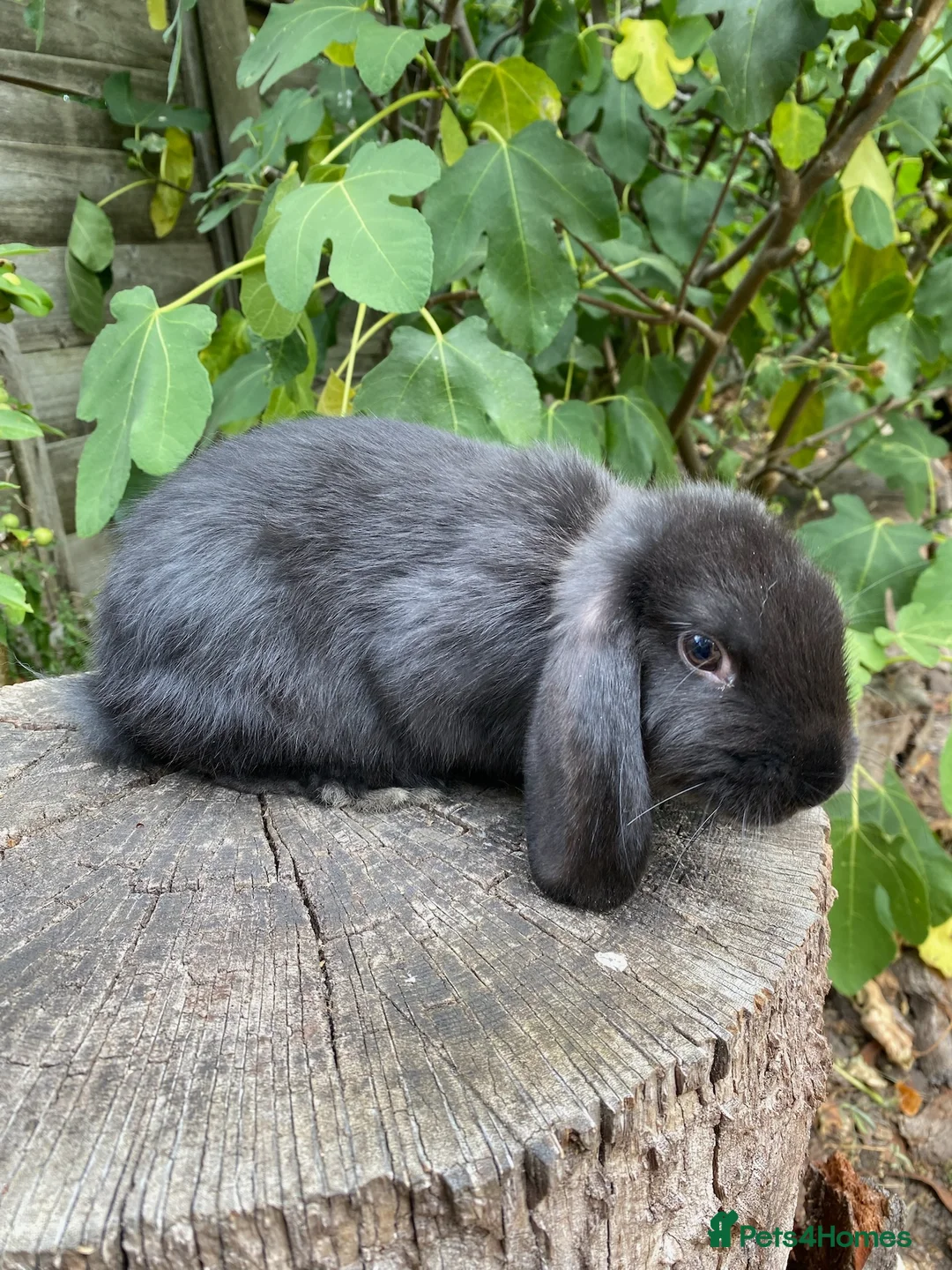 Mini Lop rabbits for sale: Super Friendly Mini Lop Bunnies - Advert 14