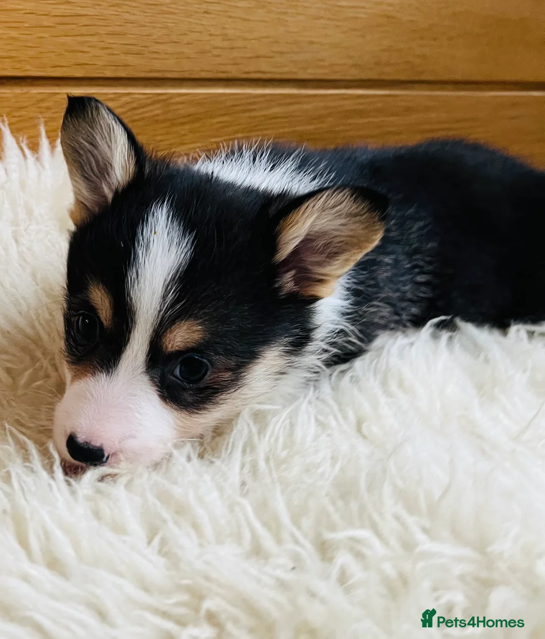 Welsh Corgi Pembroke dogs for sale: KC reg Welsh Corgi Pembroke puppies - Advert 12
