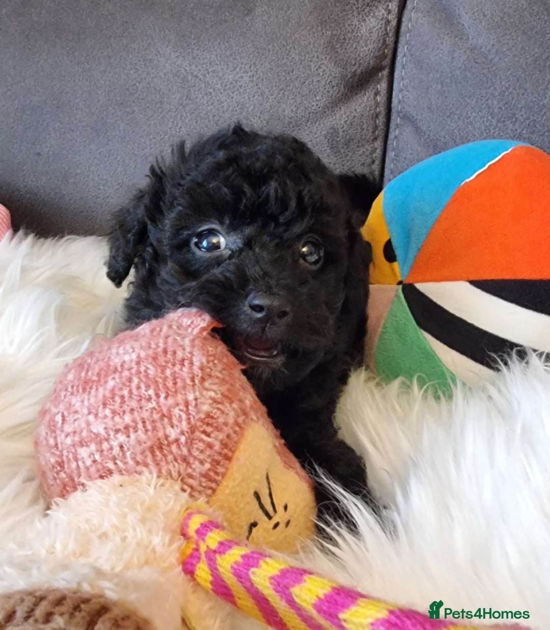 Cockapoo dogs for sale: Best Friend Sofa Companions 🥰 Fully vaccinated  - Image 31