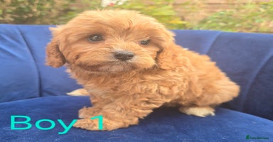 Cavapoo dogs - Advert 3