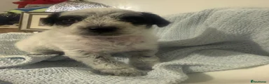 Mixed Breed 1