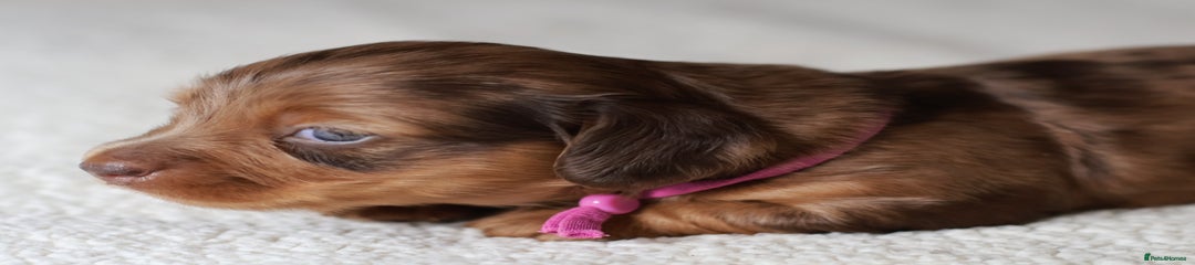 Miniature Dachshund Puppy 5