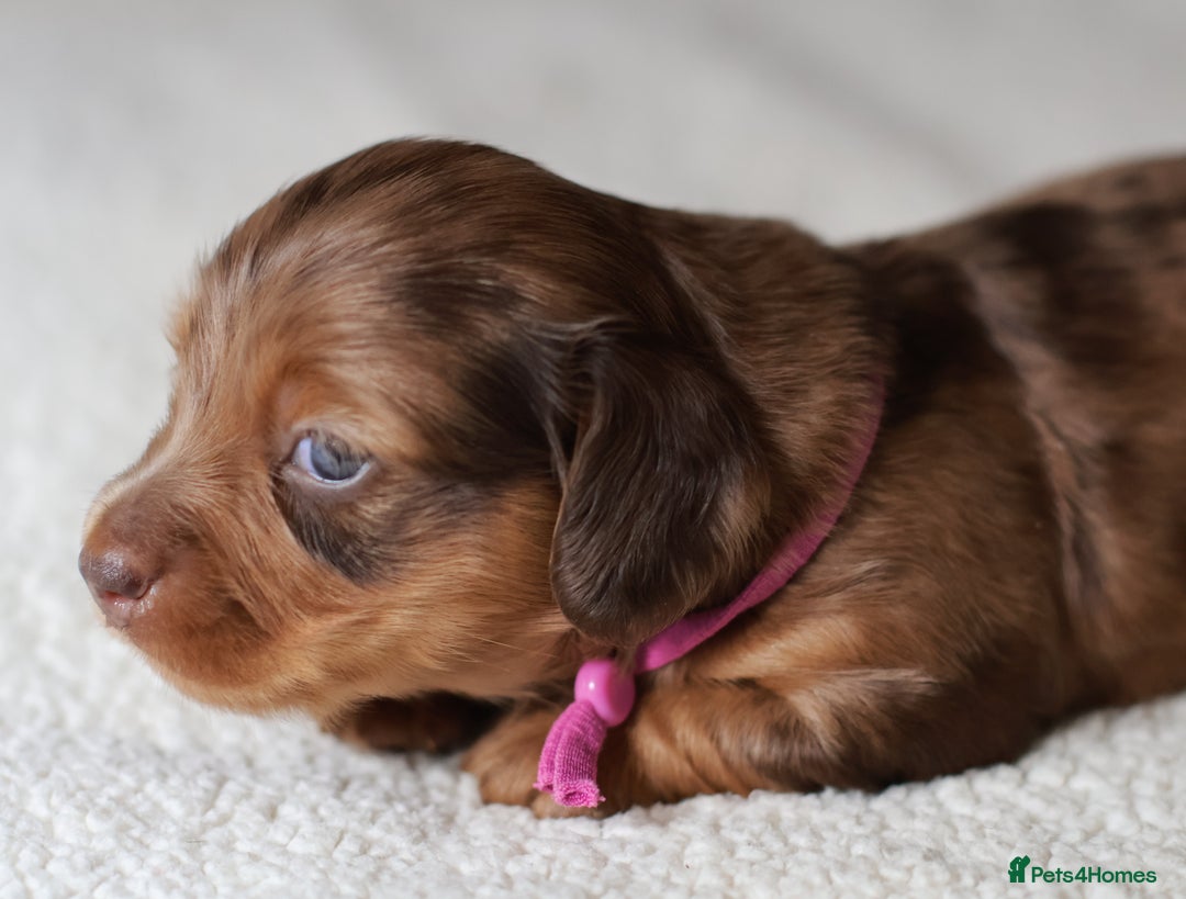 Miniature Dachshund dogs for sale: 5StarsLicensed+LongHaired+KC+PRAClear+VetChecked - Image 28