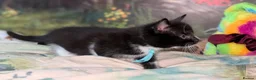 Domestic Shorthair cats for sale: Domestic Shorthair Kittens - Advert 39