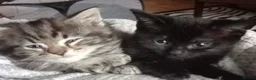 Mixed Breed cats for sale: 2 kittens ready to go!  in Wrexham - Advert 3