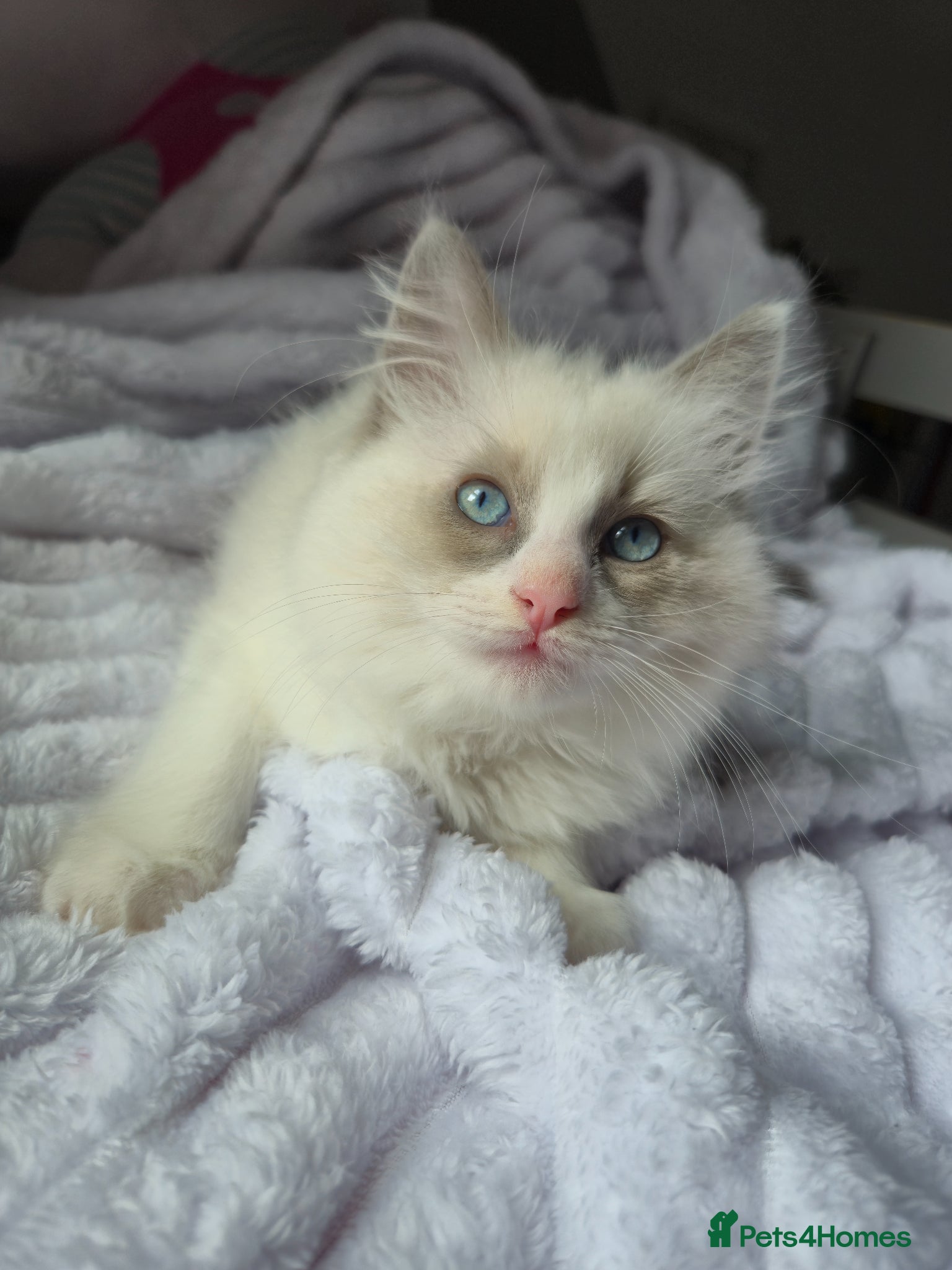 Ragdoll cats Ragdoll kittens- last boy - Advert 17