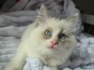 Ragdoll cats Ragdoll kittens- last boy - Advert 17