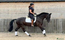 Belgian Warmblood horses for sale: Mia Wonderful expressive mare  - Advert 4