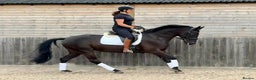Belgian Warmblood horses for sale: Mia Wonderful expressive mare  - Advert 4