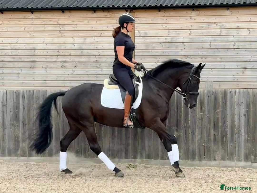 Belgian Warmblood horses for sale: Mia Wonderful expressive mare  - Advert 4