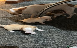 Chihuahua dogs for sale: Puppy  - Image 23