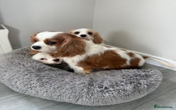 Cavapoo dogs for sale: F1 apricot and white health tested Cavapoo puppies - Image 6