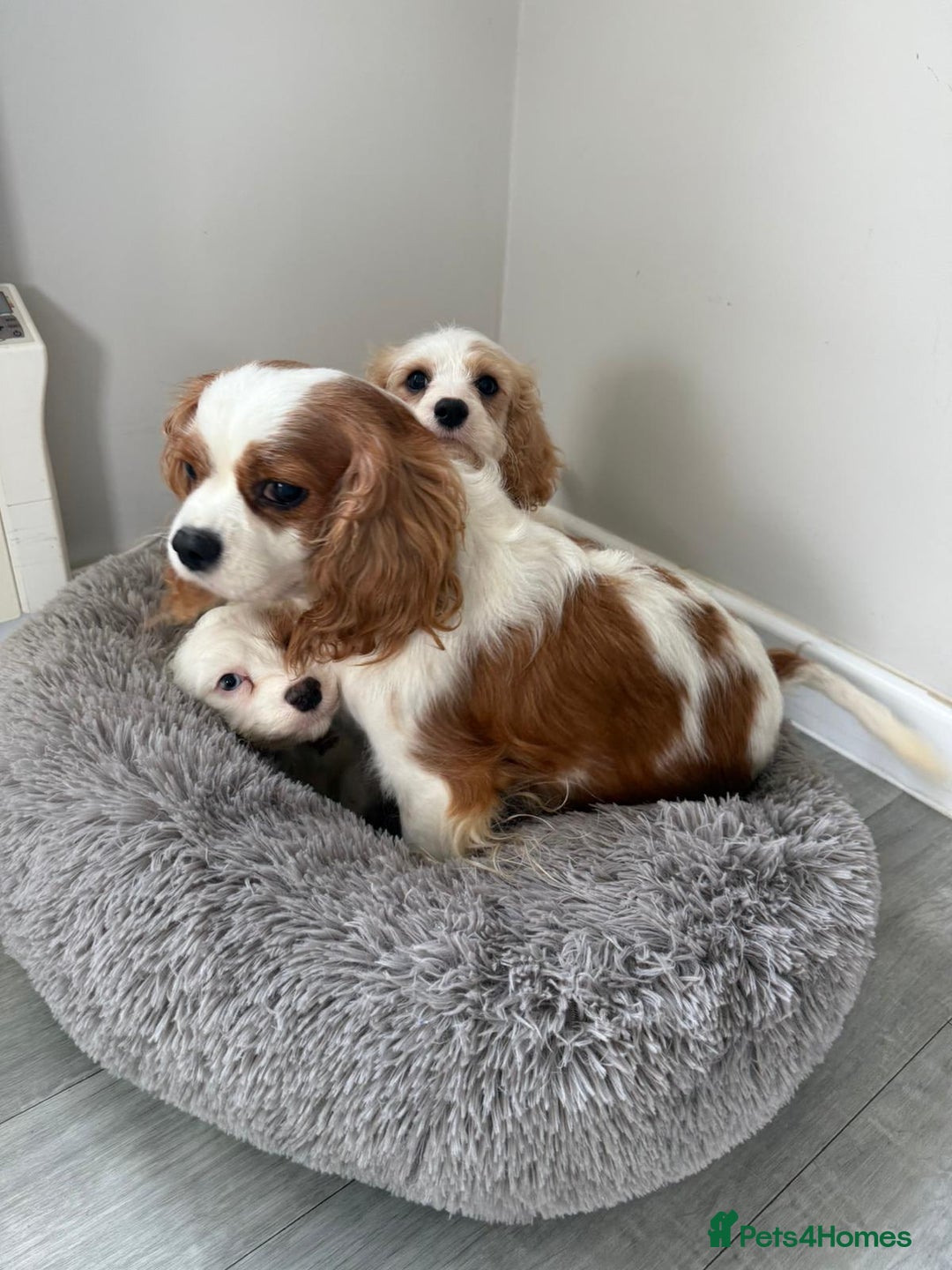 Cavapoo dogs for sale: F1 apricot and white health tested Cavapoo puppies - Image 6