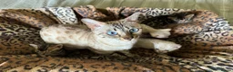 Bengal cats for sale: Stunning Bengals with European Champion father!  - Advert 3