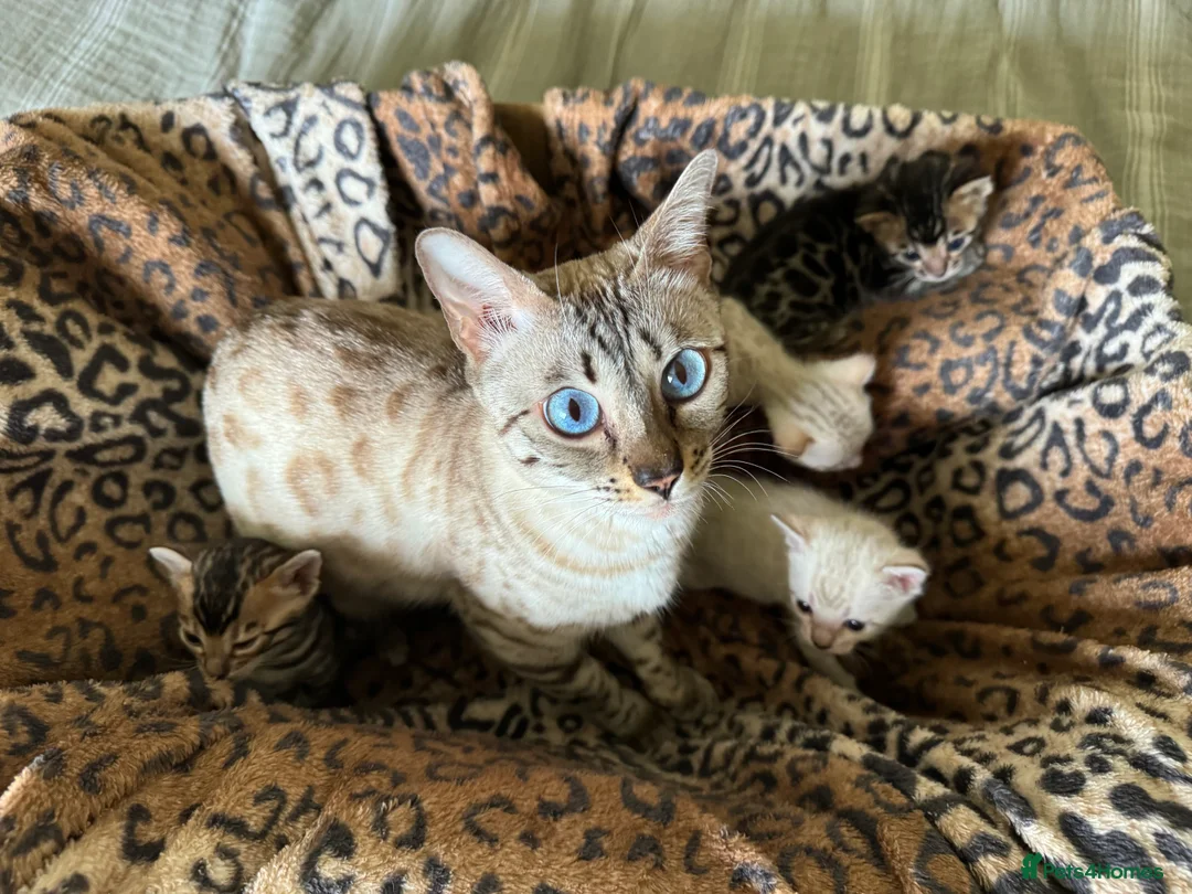 Bengal cats for sale: Stunning Bengals with European Champion father!  - Advert 3
