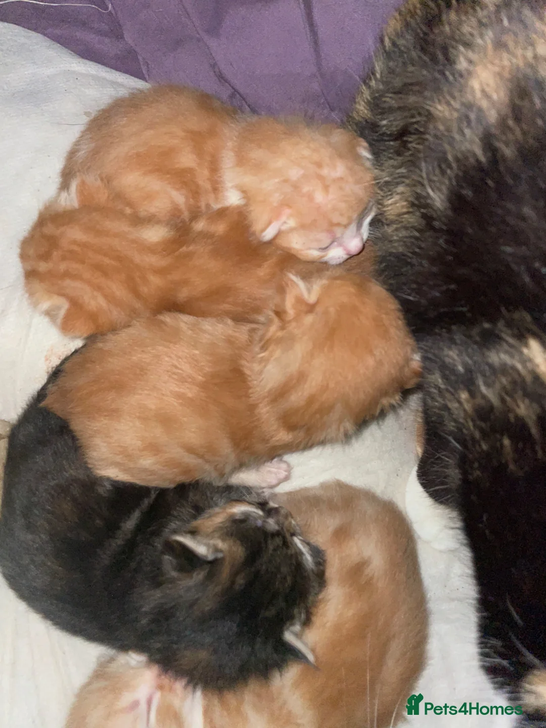 Mixed Breed cats for sale: Kittens - Advert 1