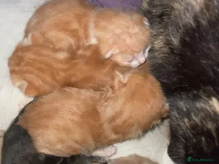 Mixed Breed cats Kittens - Advert 6