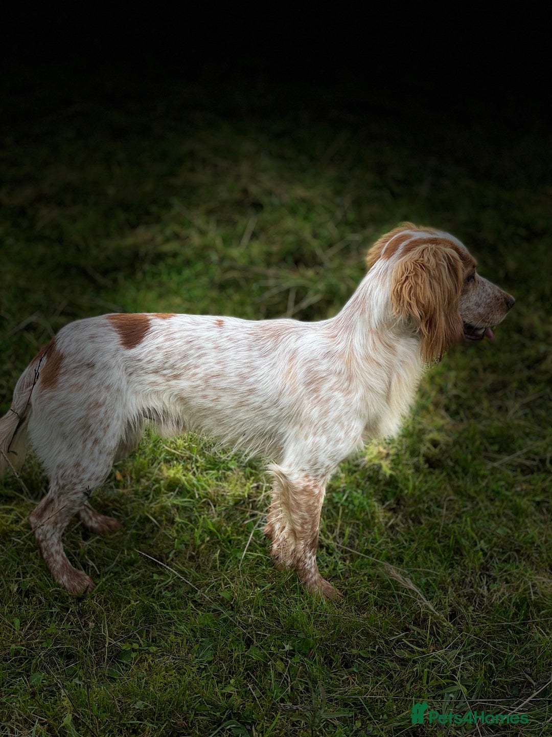 Cocker Spaniel dogs for stud: Working Cocker Stud  - Advert 8