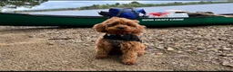 Cavapoo dogs for sale: Beautiful Cavapoo puppies for sale  - Advert 2