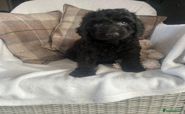 Cockapoo dogs - Advert 3