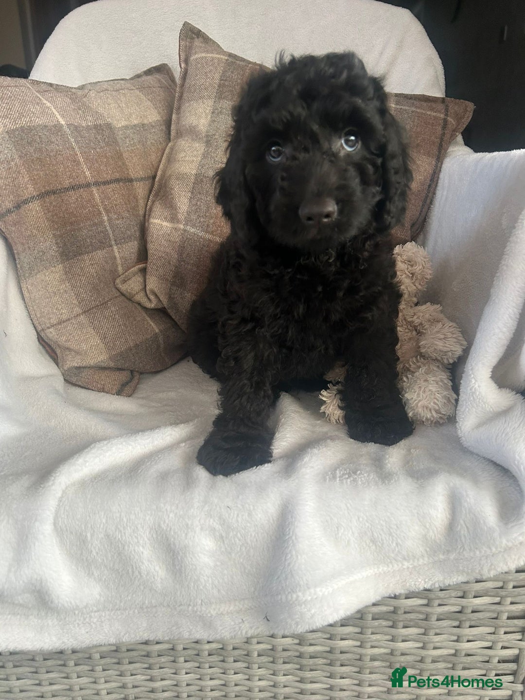 Cockapoo dogs for sale: F1 miniature gorgeous cockapoo puppies  - Image 1
