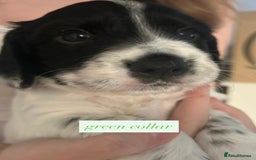 Sprocker dogs for sale: Sprocker puppies. Ready to leave 10th October.  - Image 10