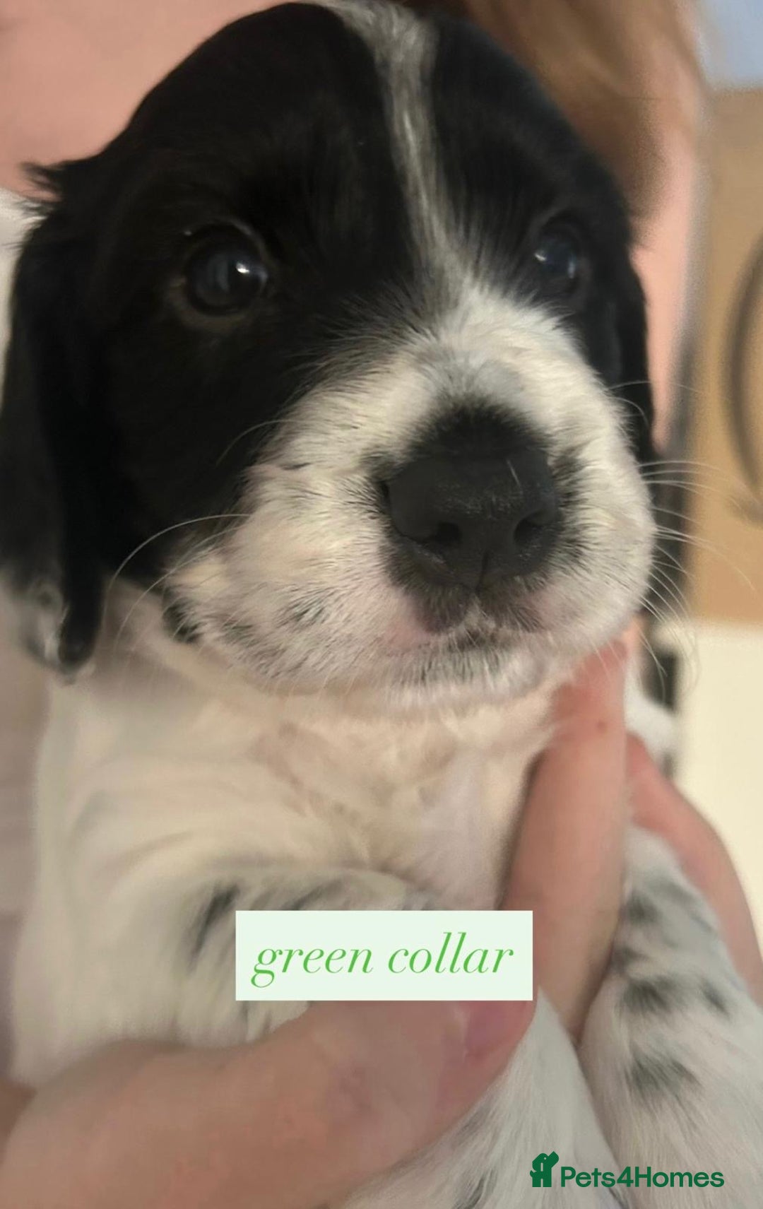 Sprocker dogs for sale: Sprocker puppies. Ready to leave 10th October.  - Image 10