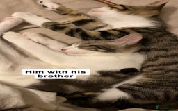 Mixed Breed cats for sale: One beautiful boy - Image 3
