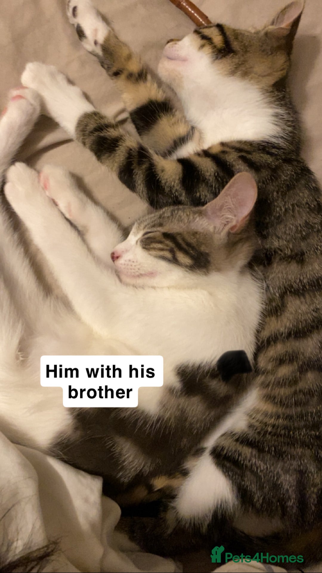 Mixed Breed cats for sale: One beautiful boy - Image 3