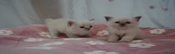 Ragdoll cats for sale: Pawtrait Perfect Ragdoll kittens in Hemel Hempstead - Advert 12