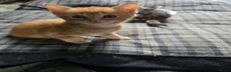 Mixed Breed cats for sale: Beautiful kittens looking for new homes  - Advert 3
