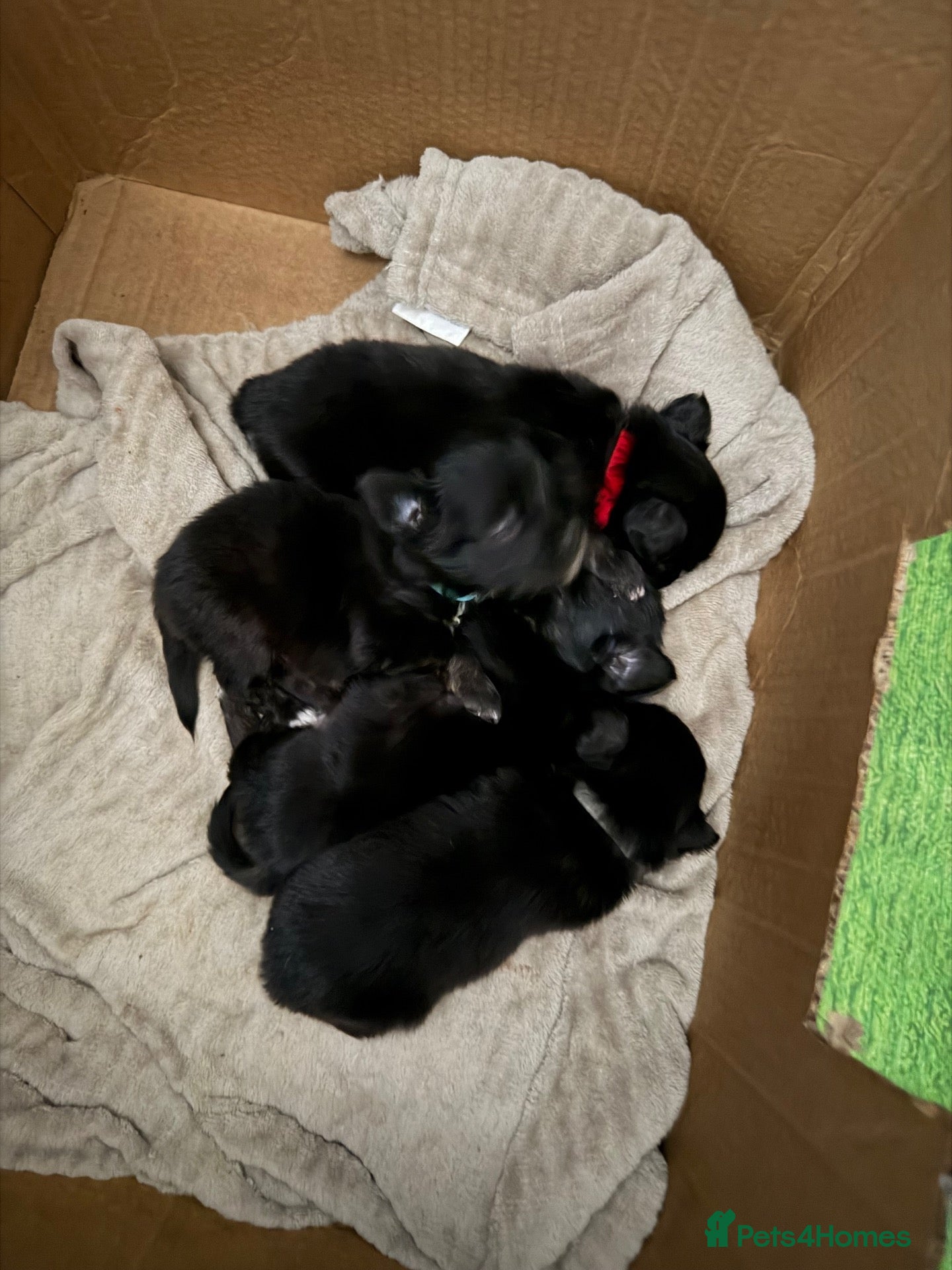 Pomchi dogs Pomchi puppies for sale - Advert 15