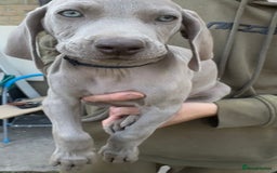 Weimaraner dogs for sale: (3 remaining!) 8 Stunning KC 🩷&💙 Weimaraner pups in Thetford - Image 18