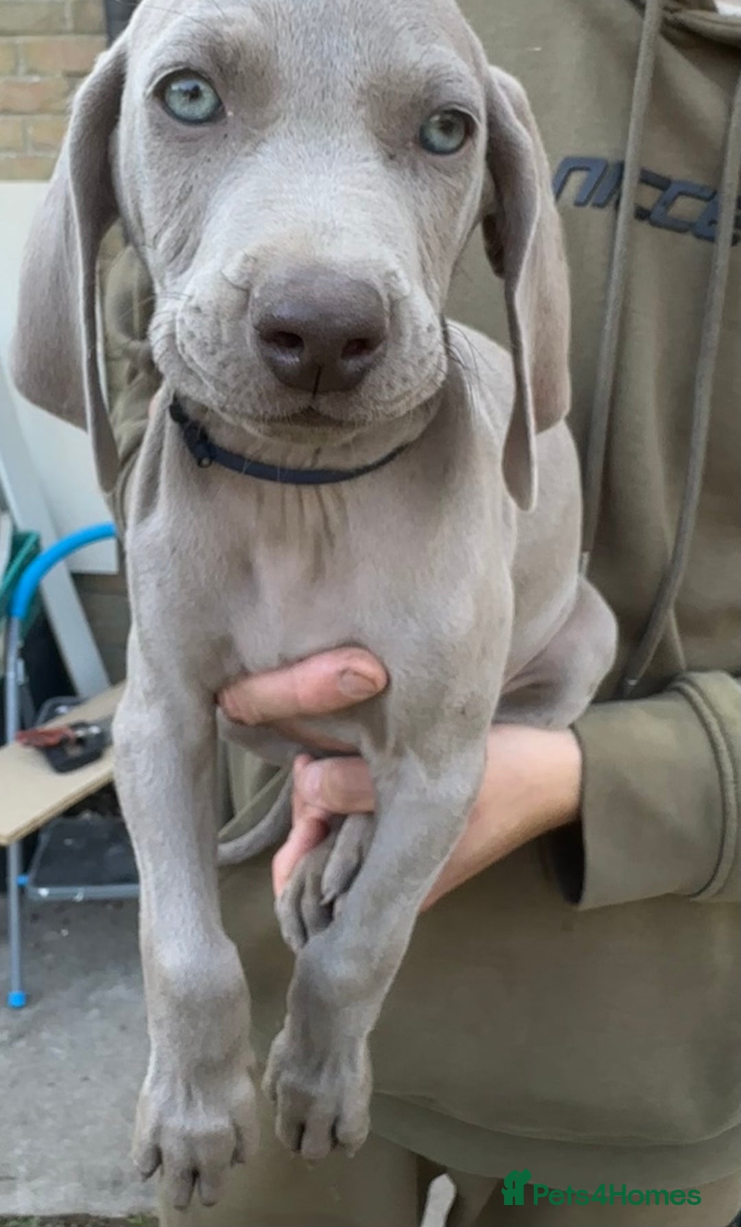 Weimaraner dogs for sale: (3 remaining!) 8 Stunning KC 🩷&💙 Weimaraner pups in Thetford - Image 18