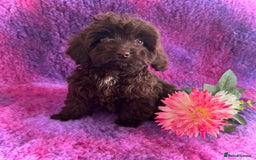 Cockapoo dogs for sale: Cockpoos puppies  - Image 4