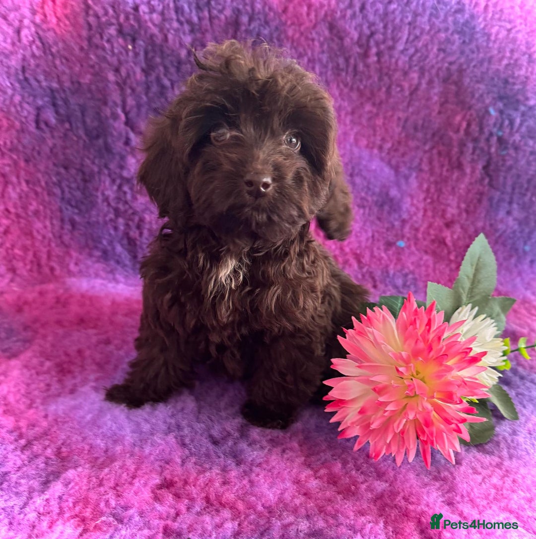 Cockapoo dogs for sale: Cockpoos puppies  - Image 4