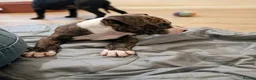 Mixed Breed dogs for sale: Beautiful mixed breed puppies - Advert 17
