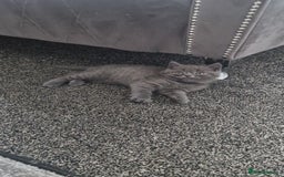 British Shorthair cats for sale: Chunky bsh kittens ready to leave now ❤️  - Image 14
