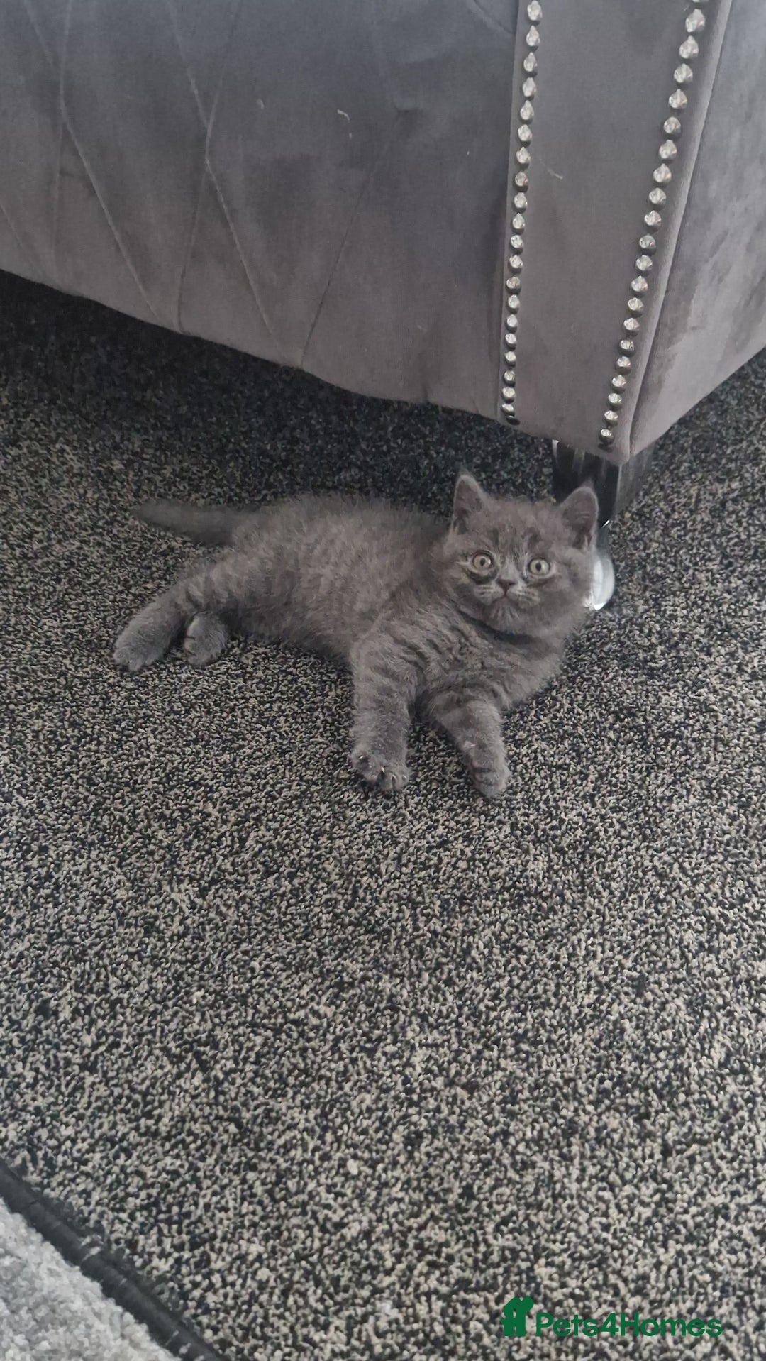 British Shorthair cats for sale: Chunky bsh kittens ready to leave now ❤️  - Image 14