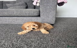 Miniature Poodle dogs for sale: Miniature poodle - Image 6