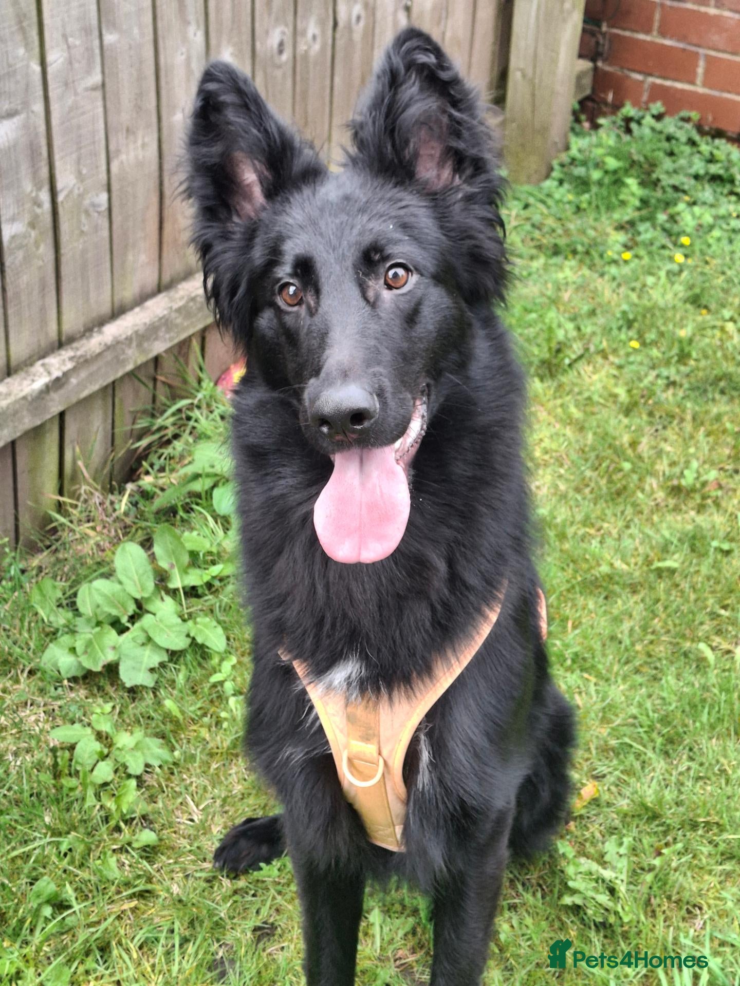 German Shepherd dogs Black German Shepard 1 year old  - Advert 18