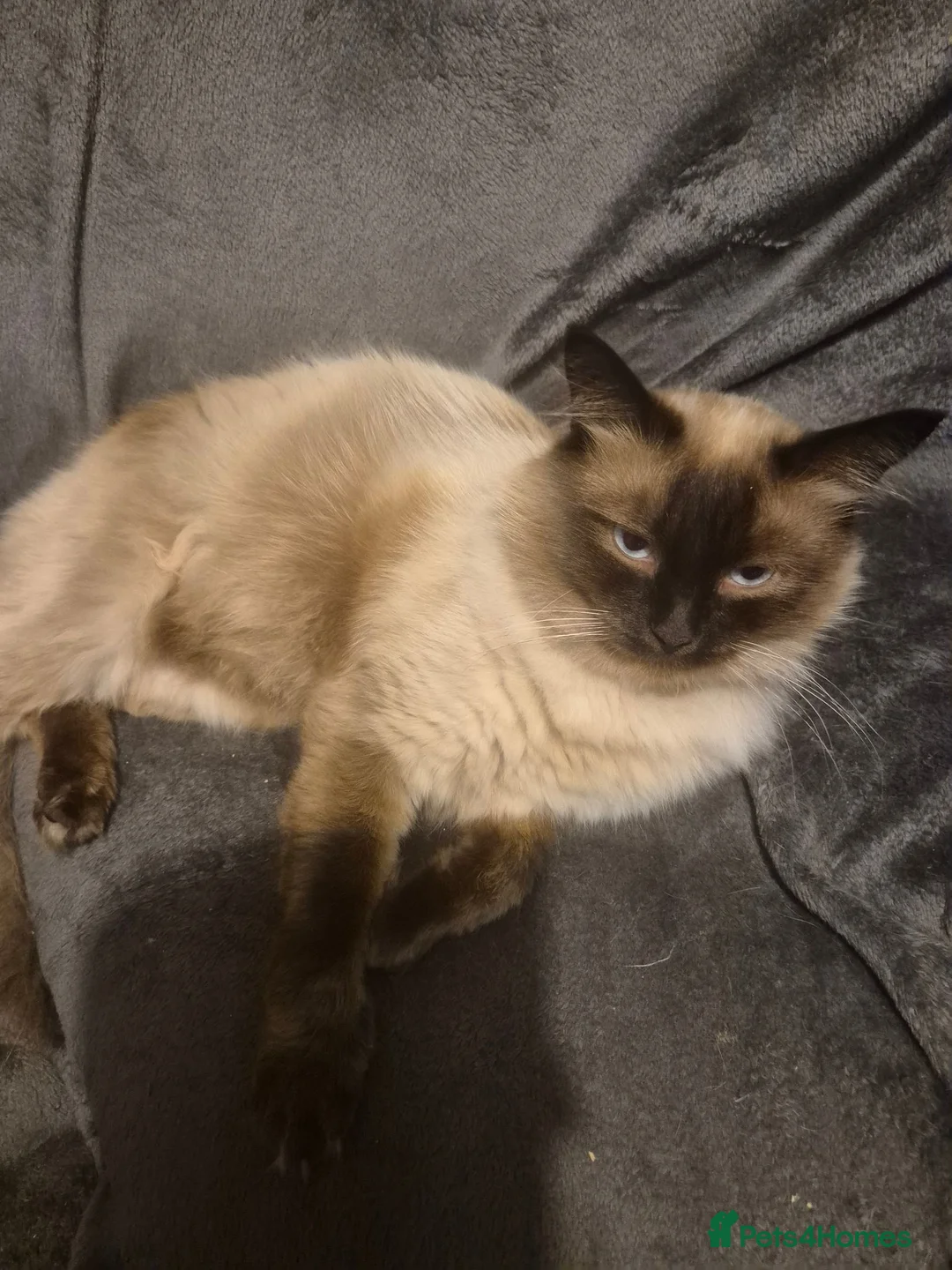 Ragdoll cats for sale: Ragdoll kittens ready to be reserved - Advert 21
