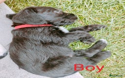 Mixed Breed dogs for sale: Cockapoo/Parsons Russell Pups - Image 4