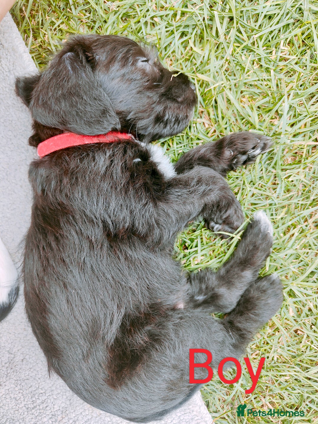 Mixed Breed dogs for sale: Cockapoo/Parsons Russell Pups - Image 4