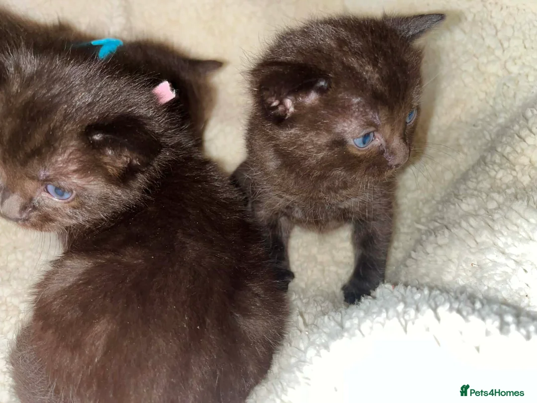 Ragdoll cats for sale: Stunning ragdoll mix kittens - Advert 12