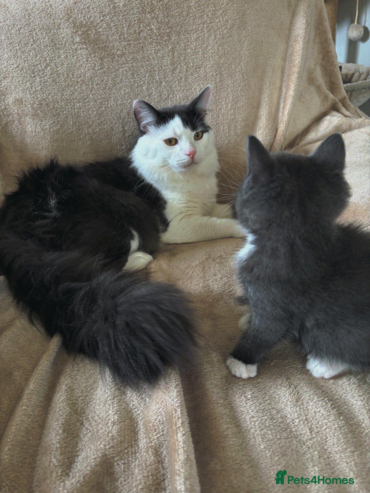 Mixed Breed cats Beautiful kittens, ready to leave on Friday. - Advert 8