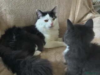 Mixed Breed cats Beautiful kittens, ready to leave on Friday. - Advert 3