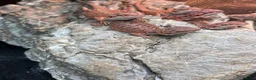 Bearded Dragon reptiles for sale: Red baby bearded dragons  - Advert 3